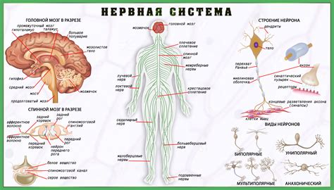 Гипотиреоз и нервная система