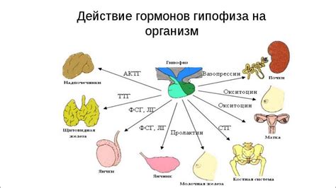 Гипофизовая система: строение и функции гипофиза