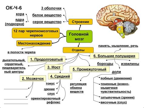 Гипофиз головного мозга: основные функции и значение