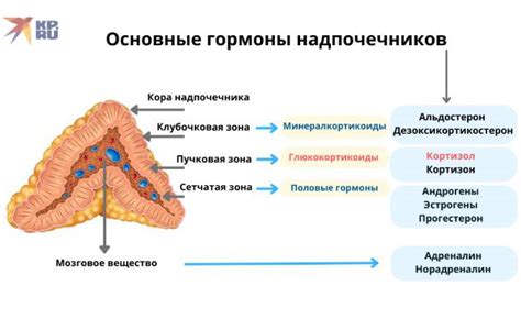 Гипофункция коры надпочечников: