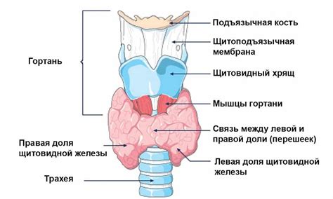 Гипоэхогенный узел щитовидной железы