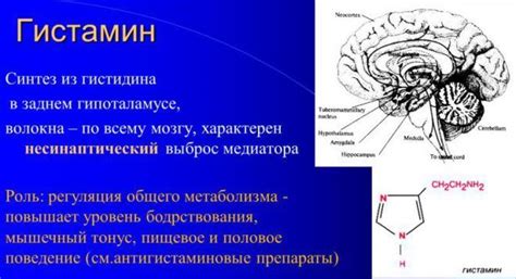 Гистамин: что это такое и как он влияет на организм?