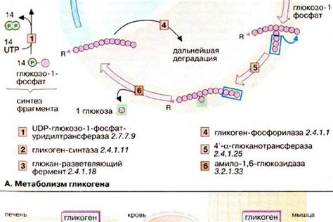 Гликоген в печени: основной источник энергии