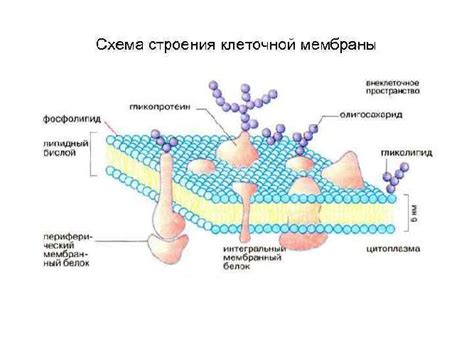 Гликолипиды: выразительная особенность покровной структуры