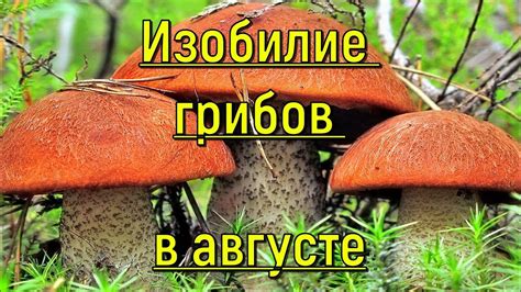 Гло́хи: уникальное дерево и изобилие грибов в окрестностях