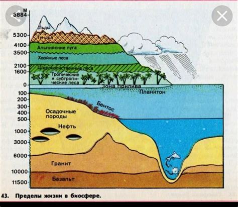 Глубина и структура водной среды, где населяет карась