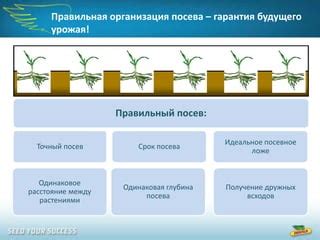 Глубина посадки, расстояние между растениями и удобрение почвы