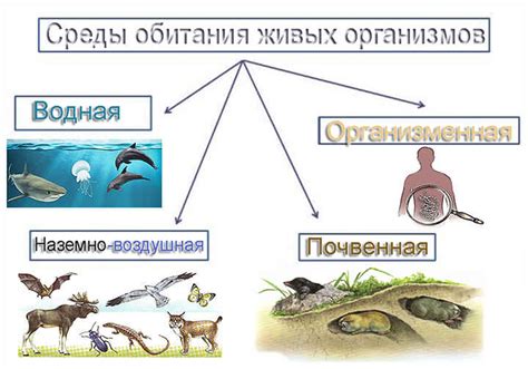 Глубины и течения: ключевые аспекты выбора среды обитания стерляди