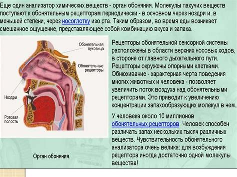 Голова в роли основного органа обоняния: функции носа и его важность