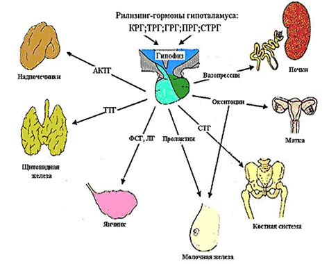 Гормональная регуляция мужчин