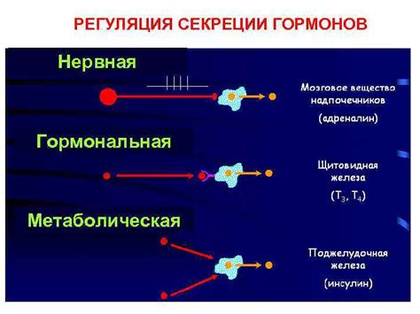 Гормональная система: регуляция организма при помощи химических сигналов