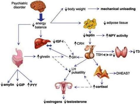 Гормональное воздействие на равновесие энергии в организме: причины и последствия