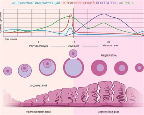 Гормональные изменения во время овуляции и их воздействие на микцию