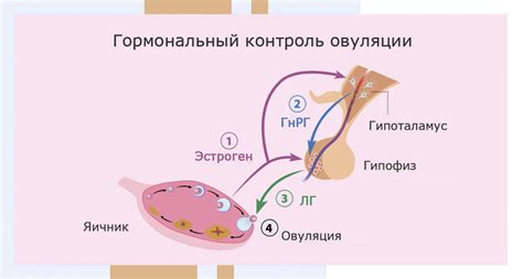 Гормональные изменения в возрасте 35+: как они влияют на работу репродуктивной системы