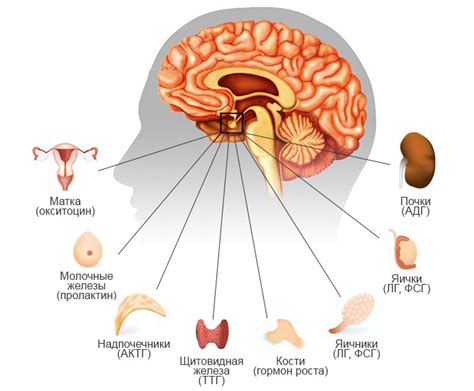 Гормоны гипофиза: типы и функции