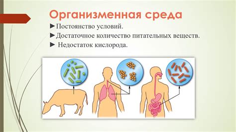 Города как новые среды обитания для разнообразных форм жизни