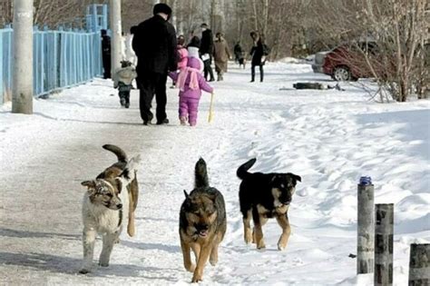 Городская среда и вызовы, связанные с бездомными собаками