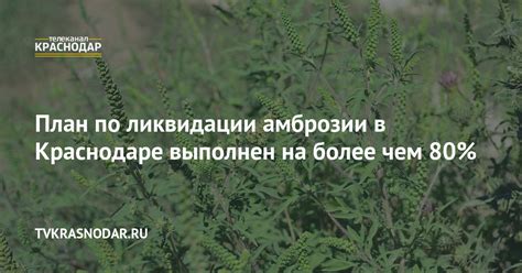 Государственная стратегия по преодолению проблемы амброзии в РФ: достижения и трудности