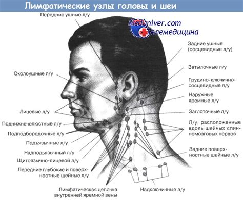 Группы лимфоузлов, находящиеся в области лица