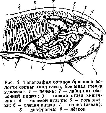 Грыжи брюшной полости у животных: разновидности и их проявления