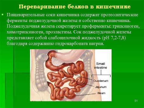 Движение питательных веществ в кишечном тракте