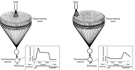 Действие сетчатки: преобразование световых сигналов в нейроэлектрические импульсы