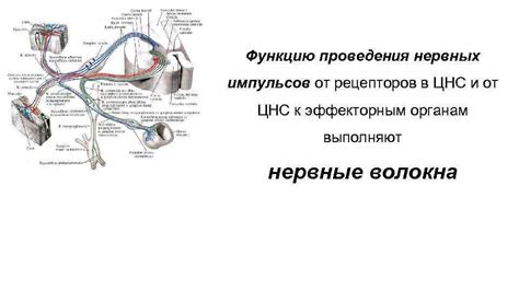 Диагностика и обследование путей проведения нервных импульсов в руке: установление причин и выявление возможных нарушений