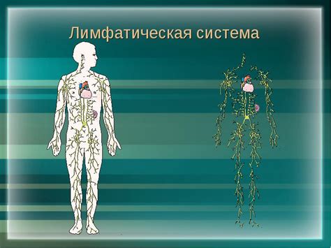 Диагностика и терапия заболеваний лимфатической системы лица