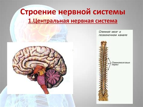 Диафрагма в неврологии: ключ к активации центральной нервной системы