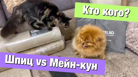 Динамика отношений между Лисой, Петухом и Котом: друзья или враги?