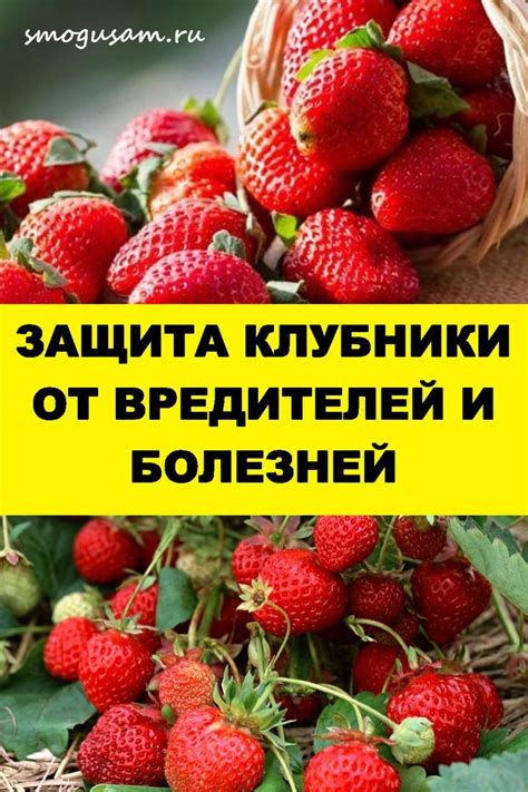 Дополнительные меры для защиты клубники от птичьих нападений