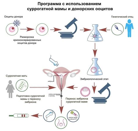 Дополнительные методы для улучшения состояния ооцитов перед процедурой ЭКО