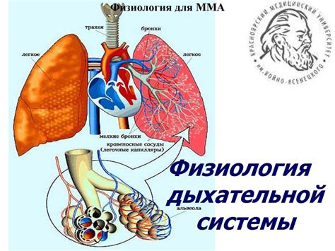 Дыхательная система