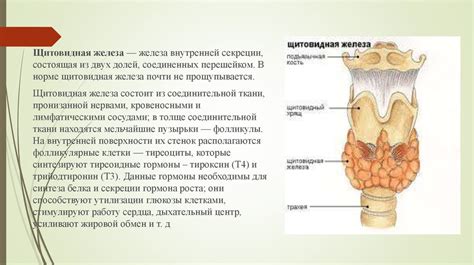 Желе с карамельным привкусом: 5 признаков нарушения функции щитовидной железы