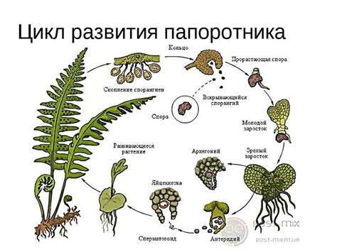 Жизненный путь чира: особенности размножения и этапы жизненного цикла