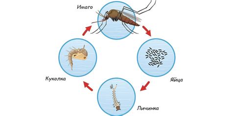 Жизненный цикл комаров и продолжительность их взрослой фазы