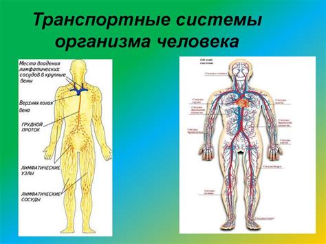 Заболевания, связанные с нарушениями взаимодействия лимфатической и кровеносной систем: дисбаланс и последствия