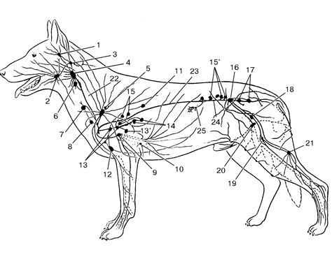 Заболевания и нарушения состояния паховых лимфатических узлов у собаки
