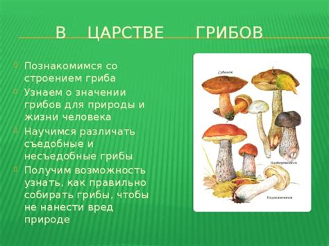 Забытые истории и легенды о символическом значении гриба-порошки