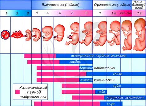 Загадочные законы эмбрионального развития: факты и мифы