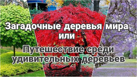 Загадочные территории среди деревьев