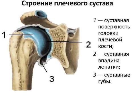 Задачи и функции плечевого сустава при движении верхних конечностей