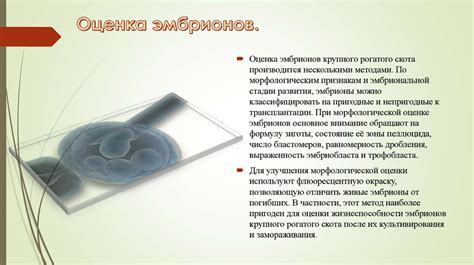 Законодательство и возможности бесплатной утилизации эмбрионов