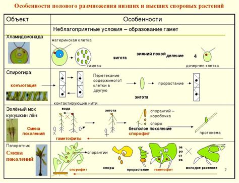 Закономерности формирования и развития клеток спирогиры и растений