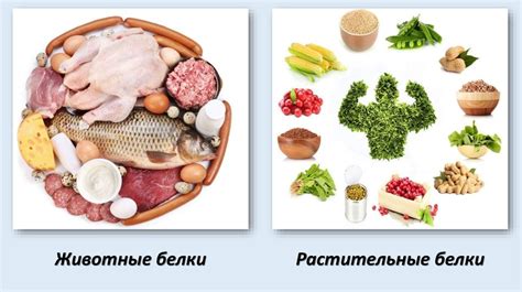 Замена мяса: альтернативные продукты для полноценной замены животных белков