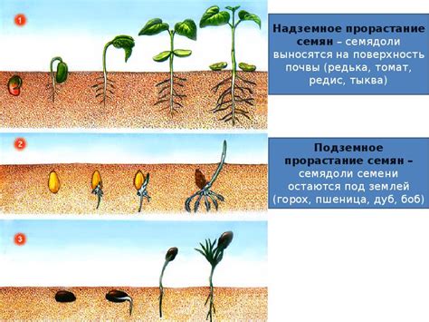 Затенение и его воздействие на рост и развитие растения