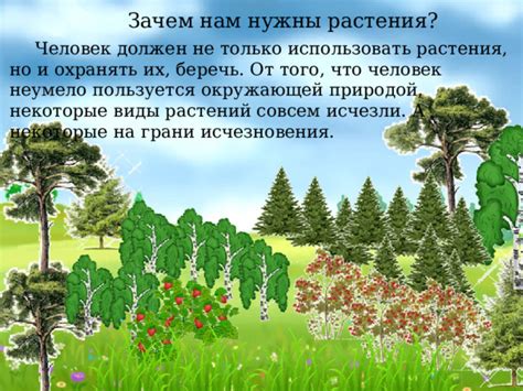 Зачем важно охранять деревья от вреда, вызванного солнцем