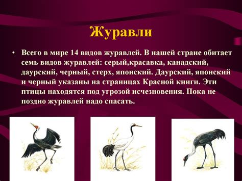 Зачем нужна Красная книга: сохранение биологического разнообразия