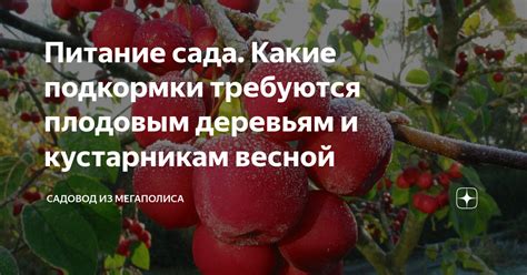 Зачем плодовым деревьям требуется дополнительное питание?
