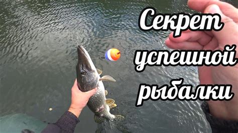 Зачем рыбакам обрабатывать свои уловы?